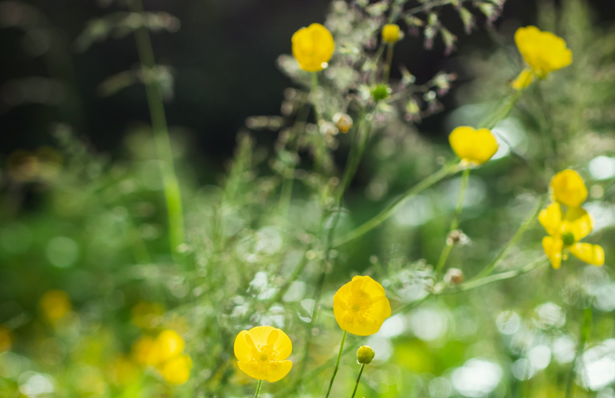 wildflowers