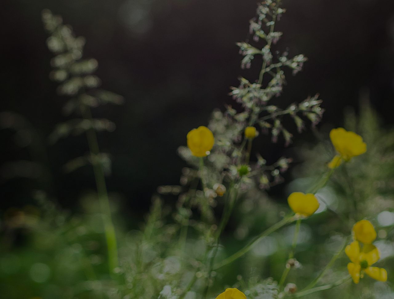 wildflower background